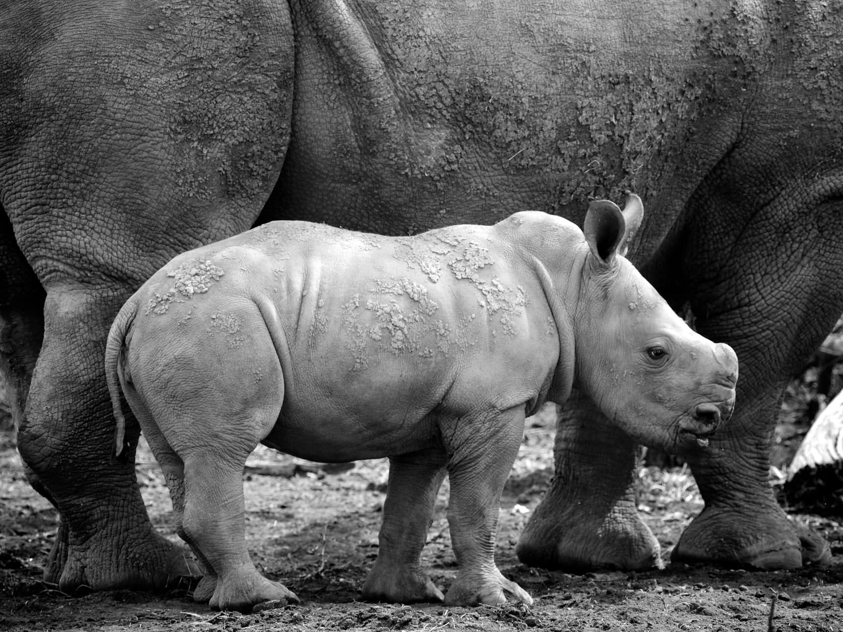 Black and white rhino