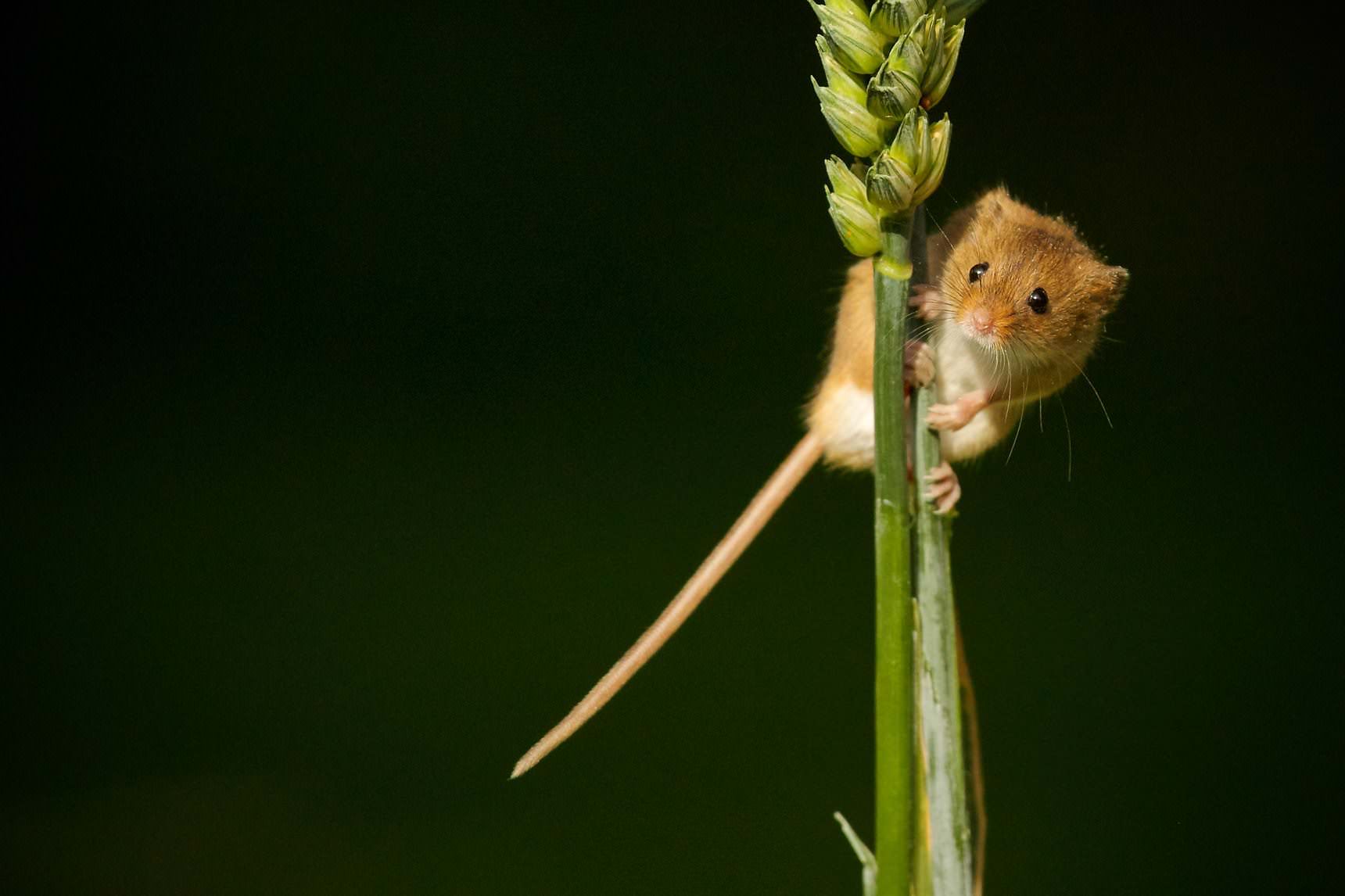 Harvest mouse on wheat