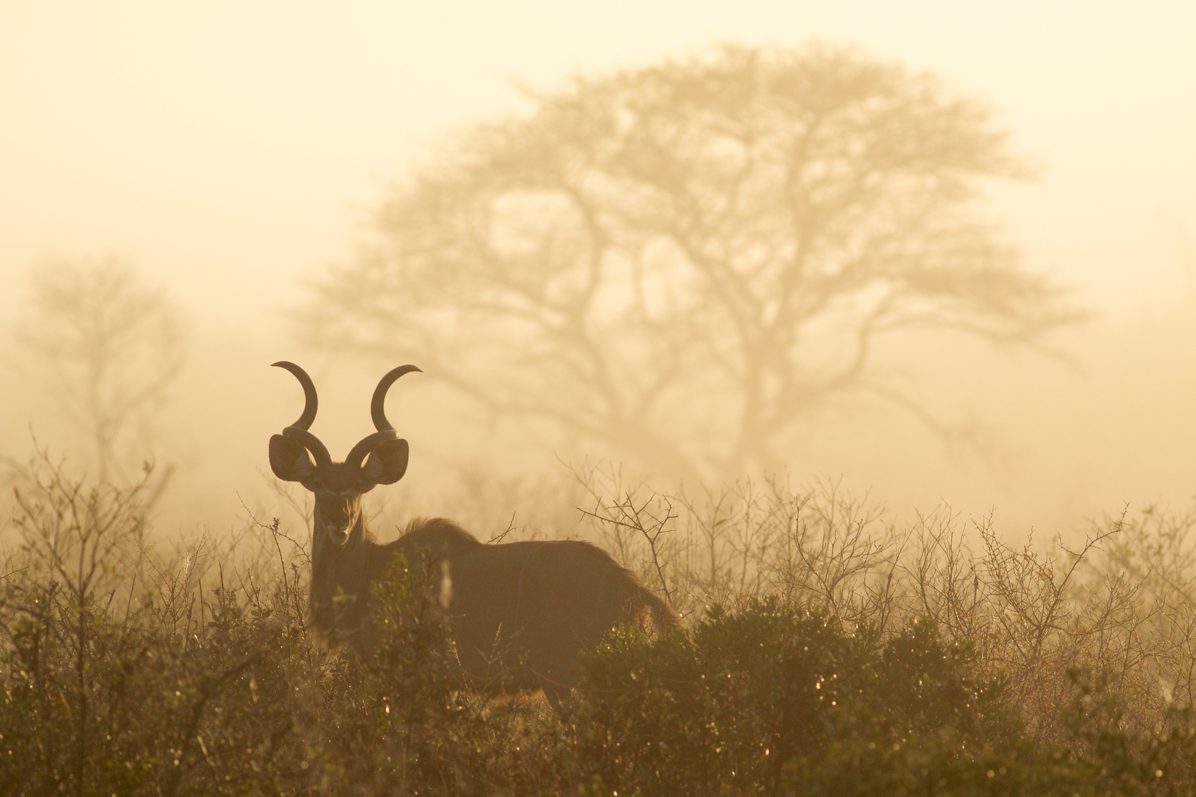 Kudu in mist