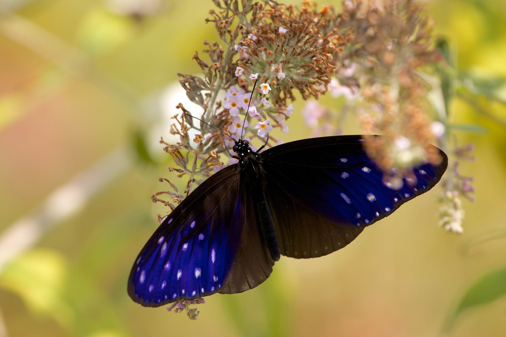 Striped blue crow butterfly