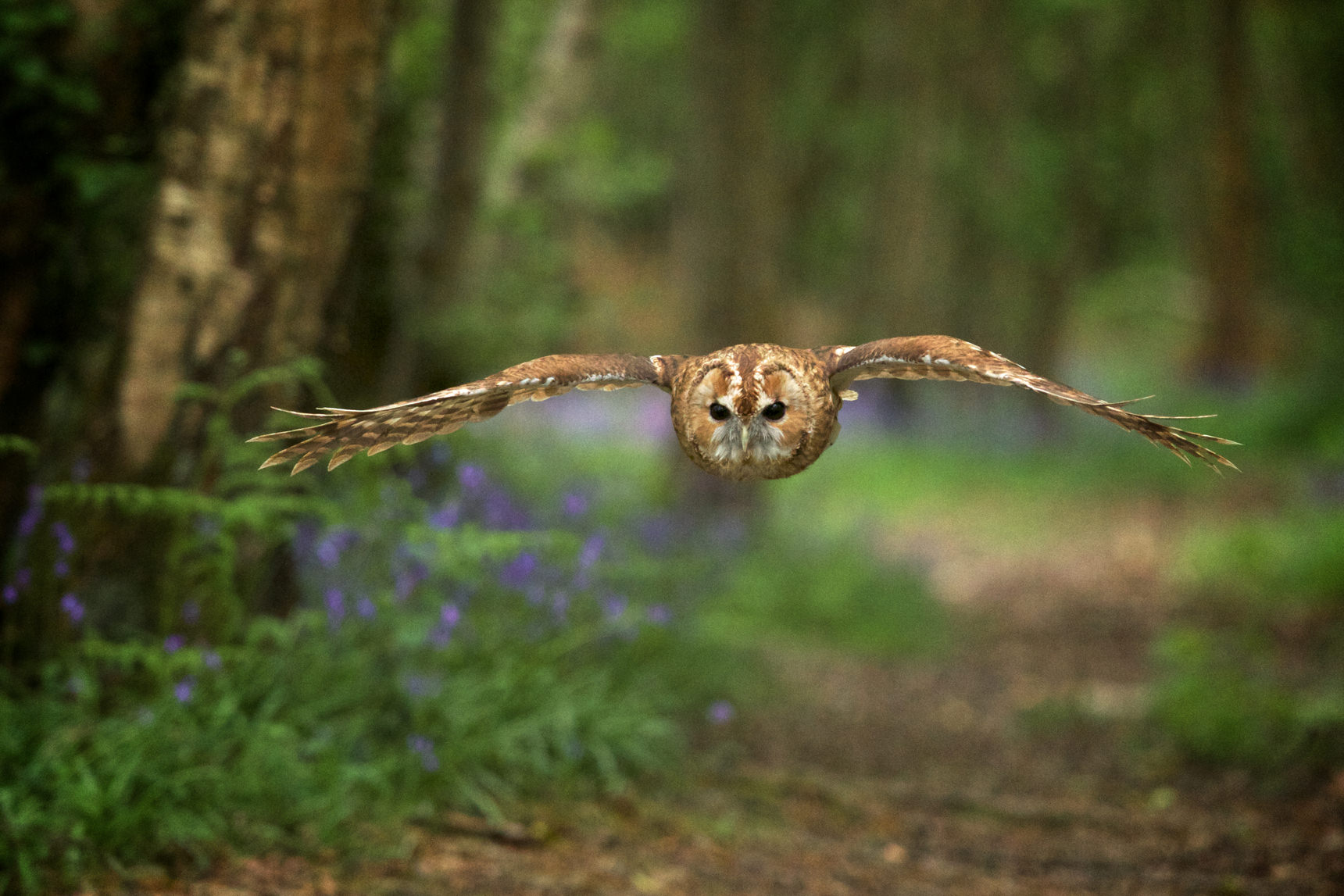 Tawny owl flying over bluebells