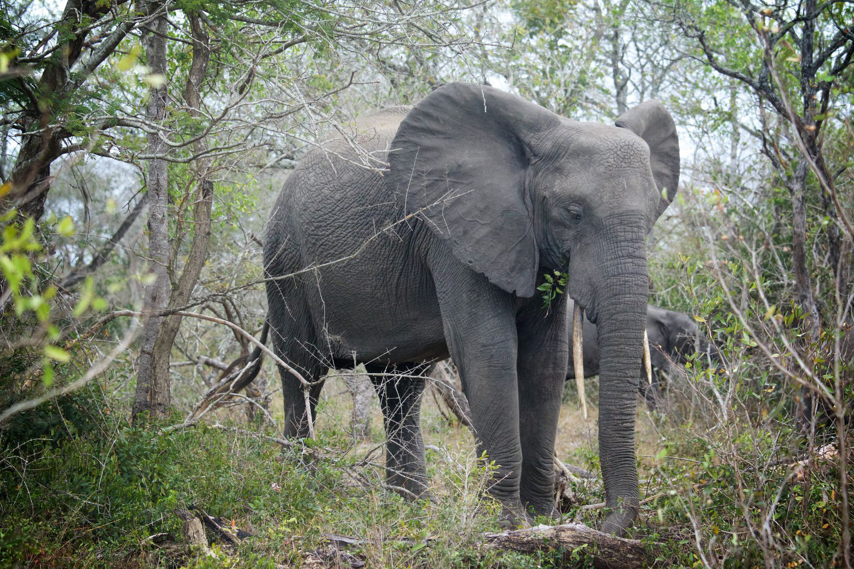 Tembe Elephant