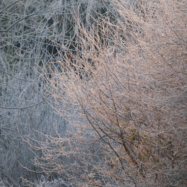 Frosty abstract 1