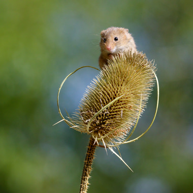 Harvest mouse on thistle