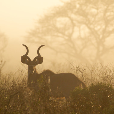 Kudu in mist