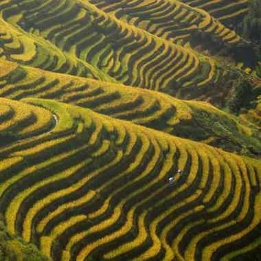 Golden rice terraces