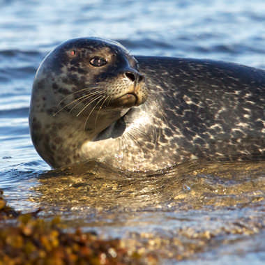 Seal Posing