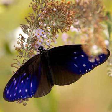 Striped blue crow butterfly